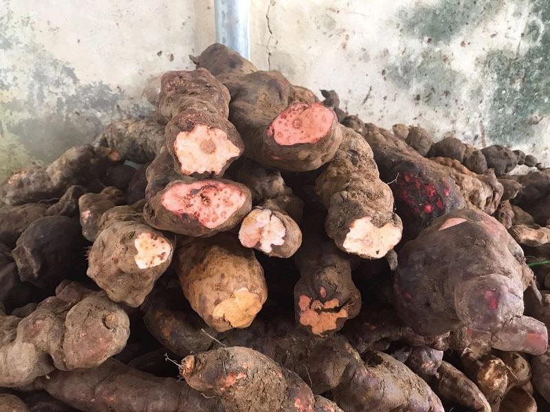 cu khuc khac ngam ruou co tac dung gi 676d83a04ee67