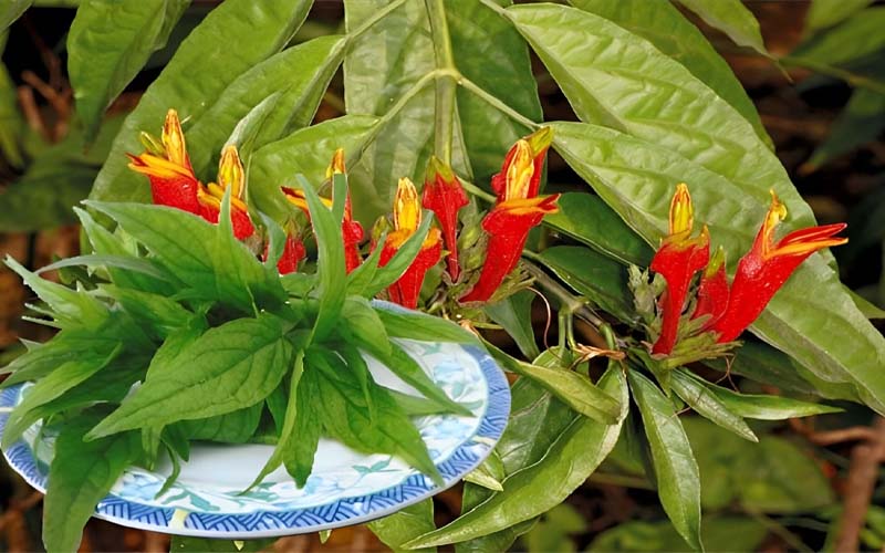 Hướng dẫn cách ngâm rượu bìm bịp đúng chuẩn, đảm bảo chất lượng