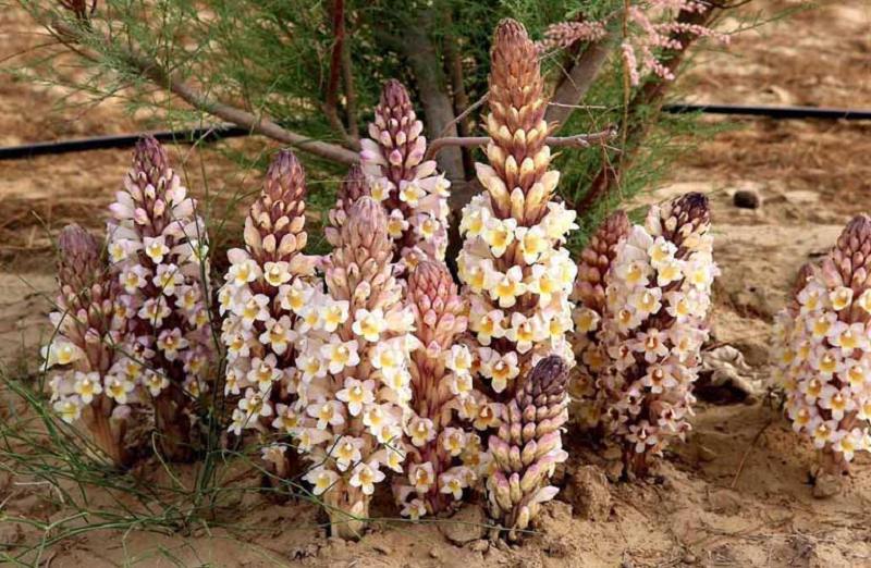 Cách Ngâm Rượu Nhục Thung Dung Tươi: Bí Quyết Giữ Trọn Dược Tính