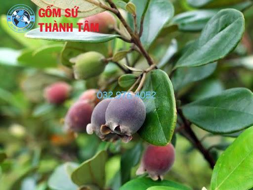 Chuẩn bị 1-2 kg sim chín