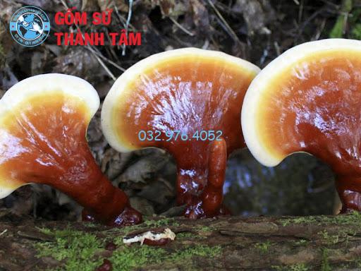 Nấm lim xanh ngâm rượu giúp tăng cường sức khỏe tổng thể