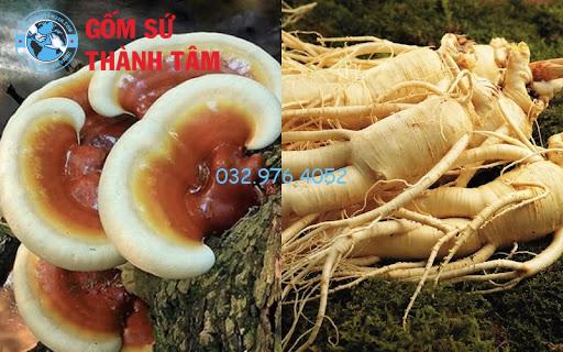 Nấm lim xanh kết hợp với nhân sâm giúp mang lại hiệu lợi ích cho sức khỏe