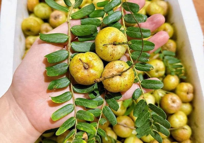 Quả me rừng ngâm rượu có tác dụng gì? Hướng dẫn cách ngâm tại nhà