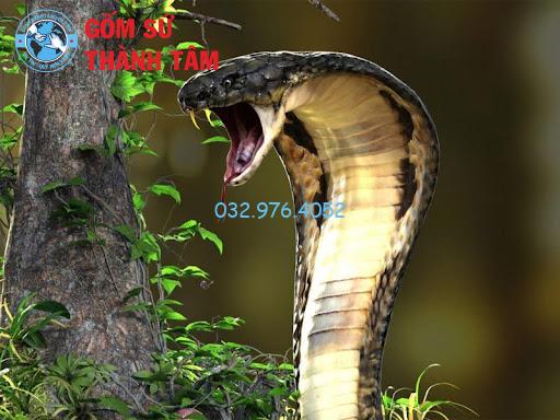 Rượu rắn hổ mang đem đến nhiều công dụng cho sức khỏe